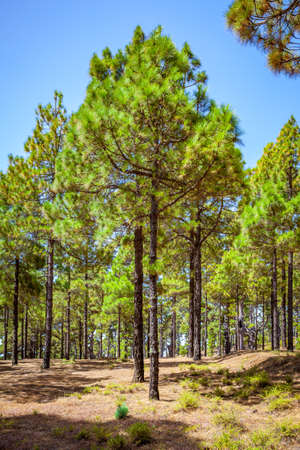 Pine tree wood in El Hierro Island, The Canaries, Spainの写真素材