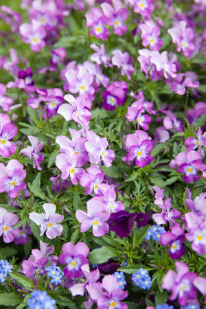 Flowering violet tufted pansy flowers on the lawn. Shallow DOF!の写真素材