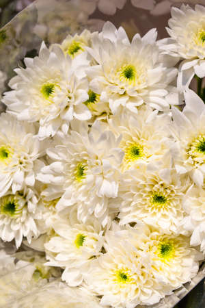 Bouquet of white chrysanthemum flowers close up, may be used as backgroundの写真素材