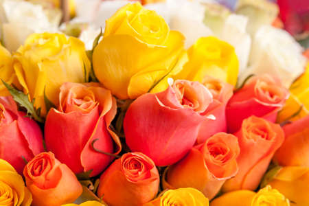 Yellow and orange roses, may be used as background. Shallow DOF!の写真素材