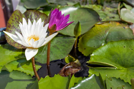 Lotus lily flowers in water close-upの写真素材