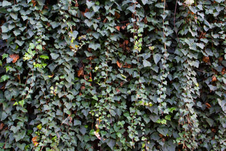Wall with climbing ivy - natural backgroundの写真素材