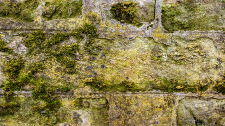 Old mossy wall, may be used as backgroundの写真素材
