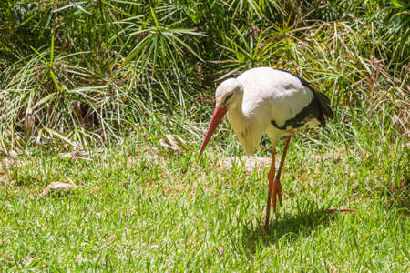 Walking white stork in meadowの写真素材