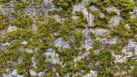 Old moss-grown wall close up, may be used as backgroundの写真素材