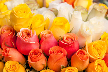 Yellow and orange roses close up, may be used as backgroundの写真素材