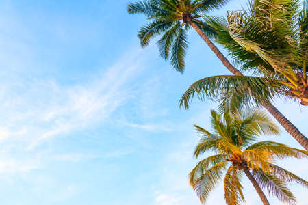 Palm trees against the blue sky - background with large copy spaceの写真素材