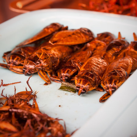 Fried insects on plate, Thailand. Asian snack and steet food. Shallow DOF!の写真素材