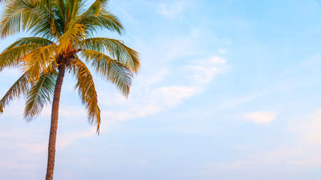 Palm tree at tropical seaside against the blue sky - background with large copy spaceの写真素材