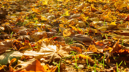 Autumn fallen leaves on the ground, may be used as backgraundの写真素材