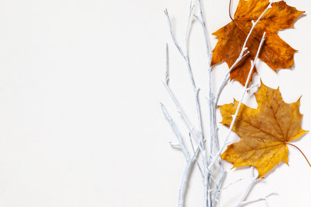 Composition with yellow autumn leaves and twigs on white background.  Flat still life with copy spaceの写真素材