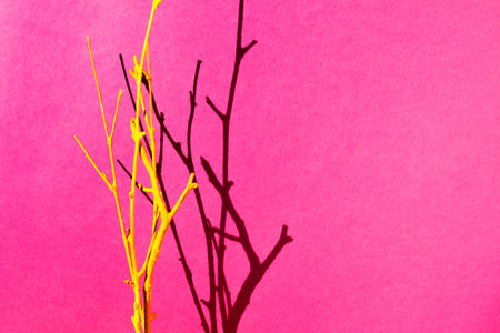 Minimal still life with yellow twigs and its shade on pink backgroundの写真素材