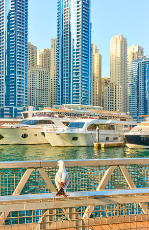 Dubai, UAE - January 30, 2020: View of Dubai Marina, United Arab Emiratesのeditorial素材