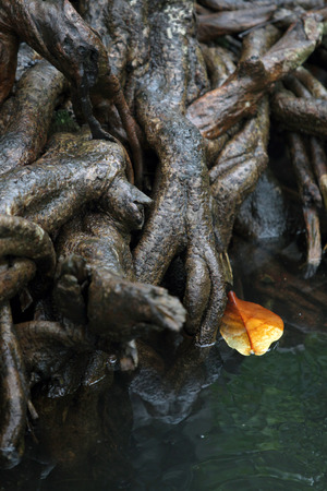 Amazing crystal clear emerald canal with mangrove forestの写真素材