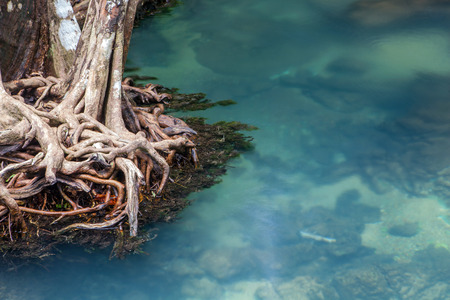 Amazing crystal clear emerald canal with mangrove forestの写真素材