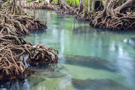 Amazing crystal clear emerald canal with mangrove forestの写真素材