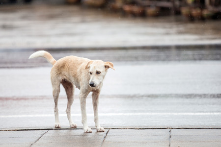 dog near streetの写真素材