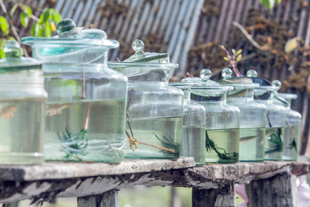 beta fish in bottleの写真素材