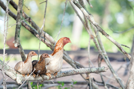 three chicken familyの写真素材