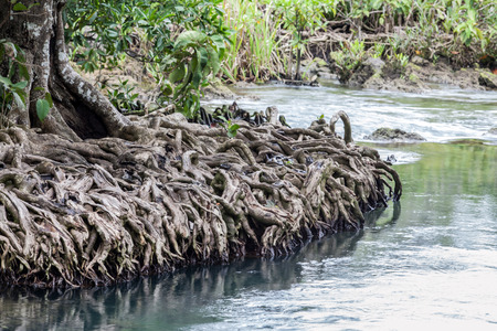 Amazing crystal clear emerald canal with mangrove forestの写真素材