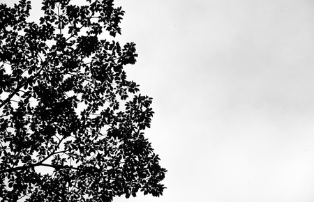 tree silhouettes on skyの写真素材