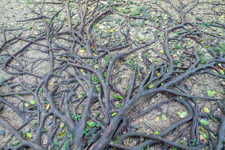 tree root