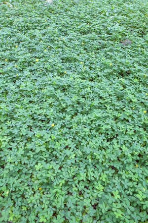 Green leaves nature backgrounds, Small Nature Green Leaves roundの写真素材