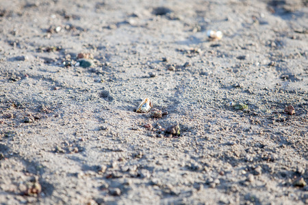 crab digging hole in the sandの写真素材