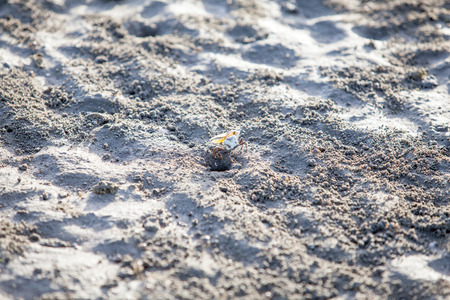 crab digging hole in the sandの写真素材