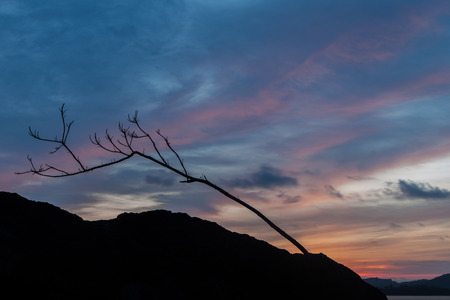 Silhouette tree on rockの写真素材