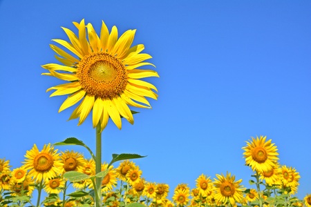 beautiful lanscape with sunflowerの写真素材