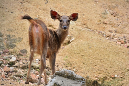 deer in natureの写真素材