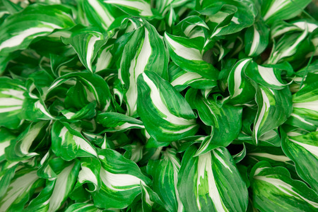 Photo of green-white leavesの写真素材