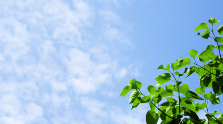 Green sunny leaves and blue skyの写真素材