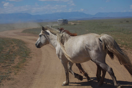 Mongolian horses cross the road の写真素材