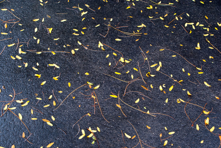 Red, yellow and orange autumn leaves fall background