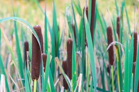 Green Field of typha angustifolia or Cattail or bulrush in wetland.の写真素材