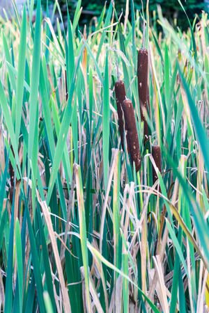 Green Field of typha angustifolia or Cattail or bulrush in wetland.の写真素材