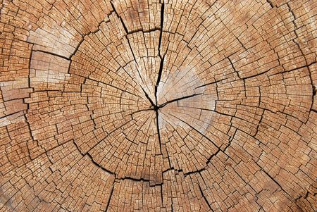 Cross-section of an old tree