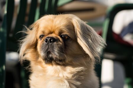 Male pekingese dog closeupの写真素材