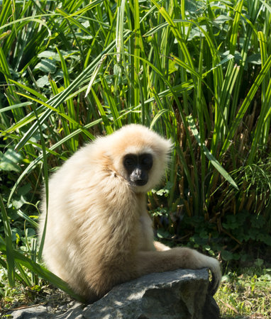 Gibbonの写真素材