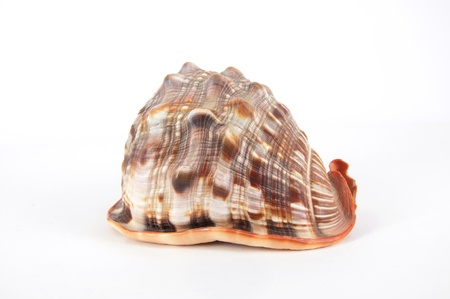 Seashell on white background