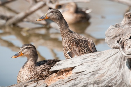 Mallard, Wild Duck, Anas platyrhynchos, Femaleの写真素材
