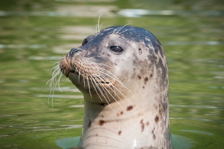 Sea lionの写真素材