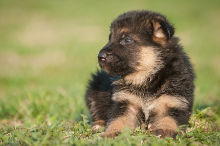 German shepherd puppiesの写真素材