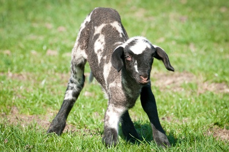 Cute Young Sheep
