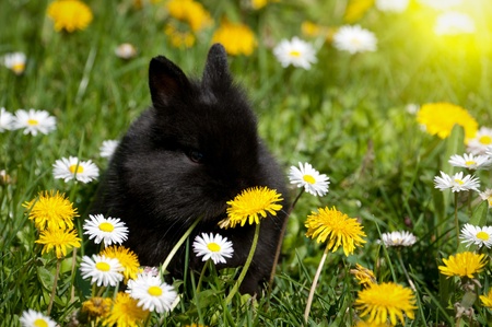 Little rabbit
