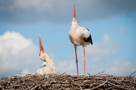 two storks sitting in a nestの写真素材