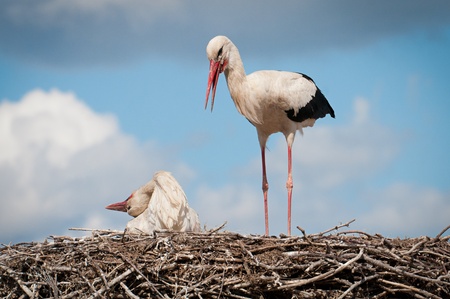 two storks sitting in a nestの写真素材