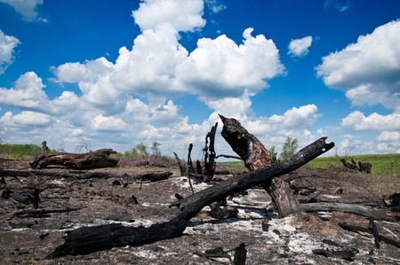 Forest fire and the new life thereafter
